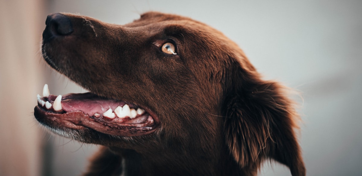 Happy dog with fresh breath - PawMint water additive