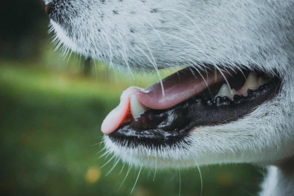 Dog with open mouth - PawMint dental chews