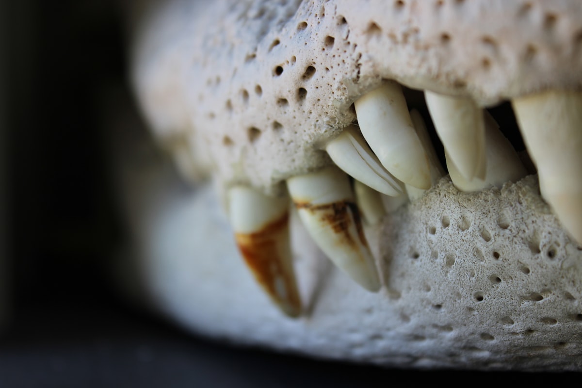 Dog teeth close up - PawMint dental care
