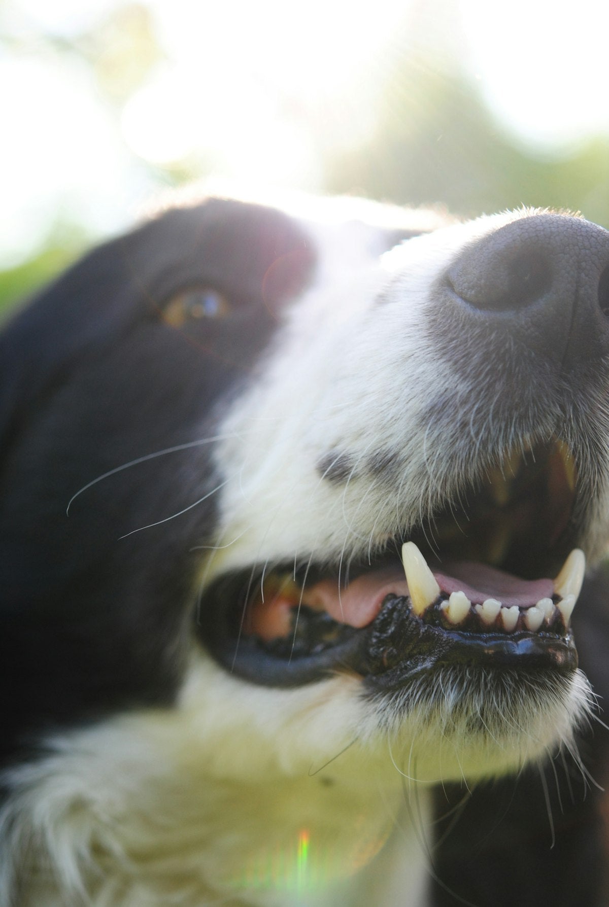 Happy dog with clean teeth - PawMint dental chews