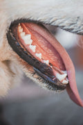 Close up of dog teeth - PawMint dental care
