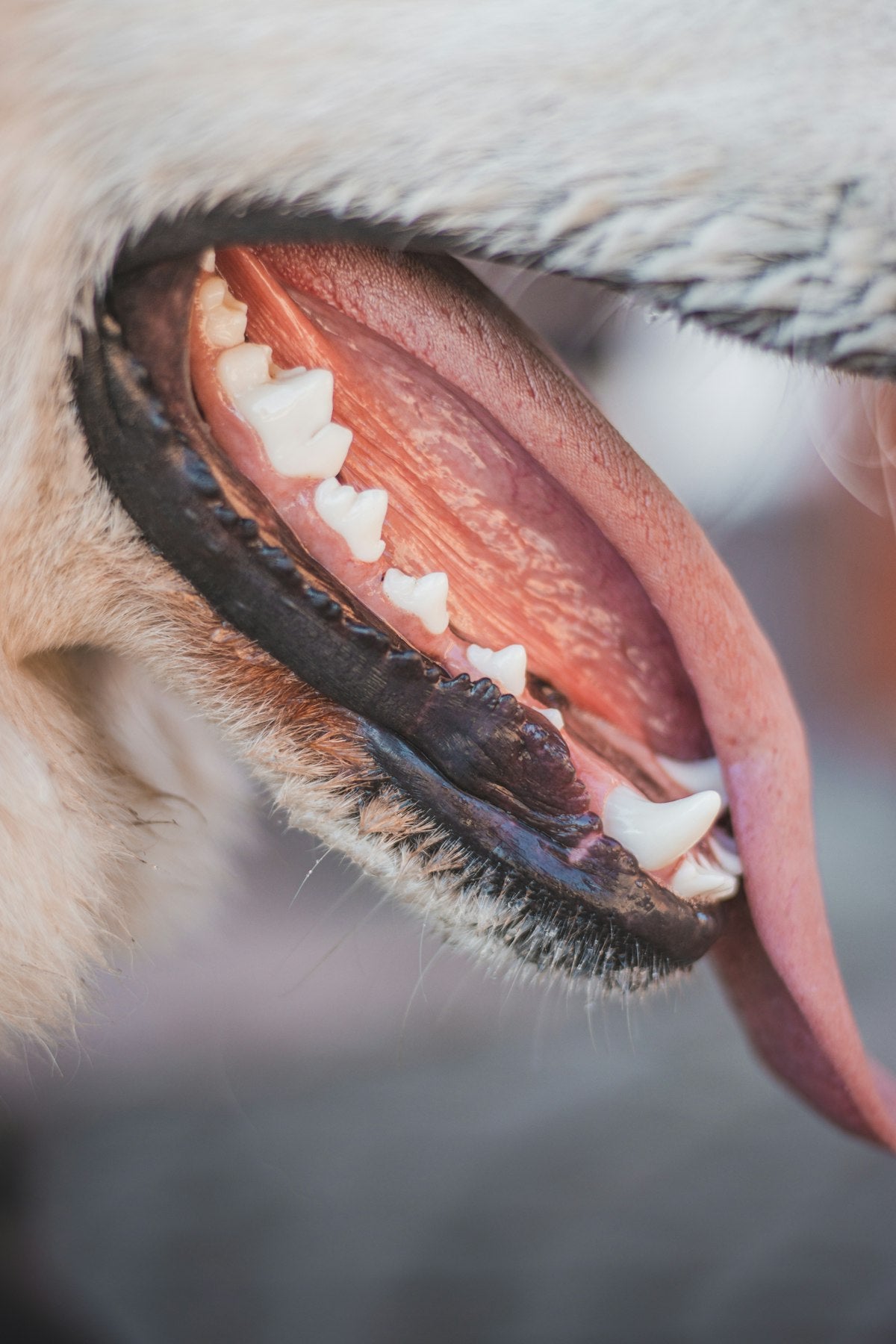 Close up of dog teeth - PawMint dental care