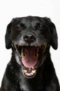 Dog mouth open - PawMint dental finger wipes