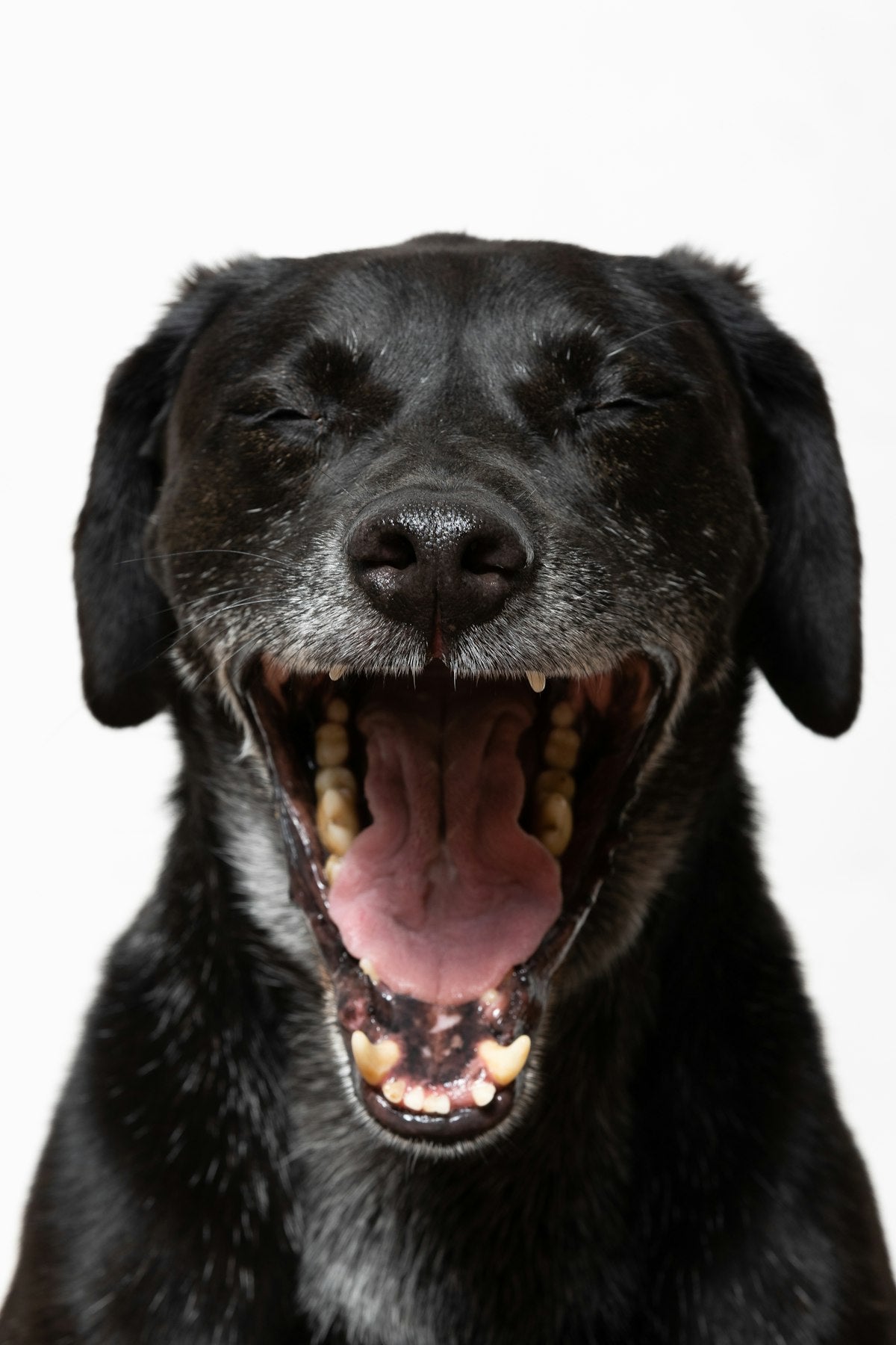 Dog mouth open - PawMint dental finger wipes